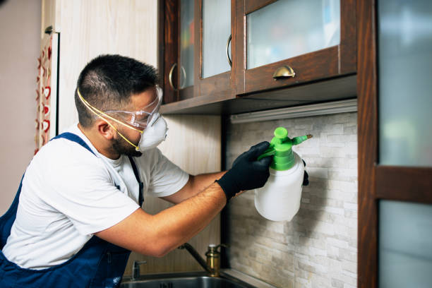 Reliable Horizon City, TX Pest Control Solutions
