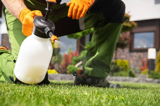 Best Insect Control  in Horizon City, TX