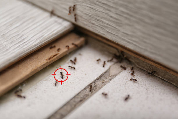 Best Affordable Pest Control Services  in Horizon City, TX