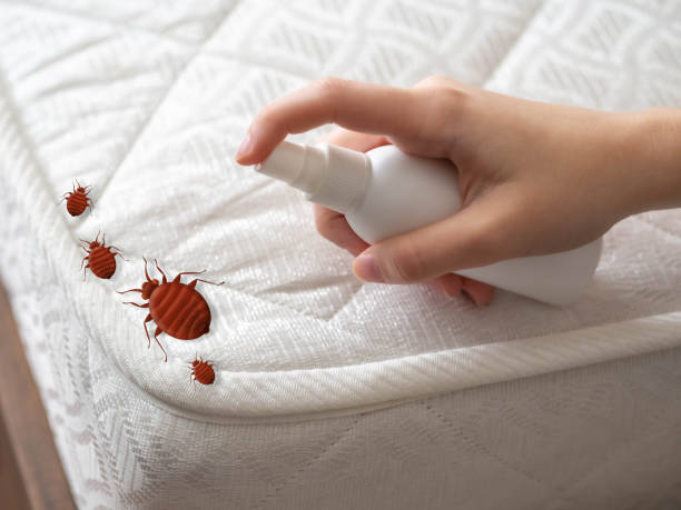 Best Flea Control Services  in Horizon City, TX