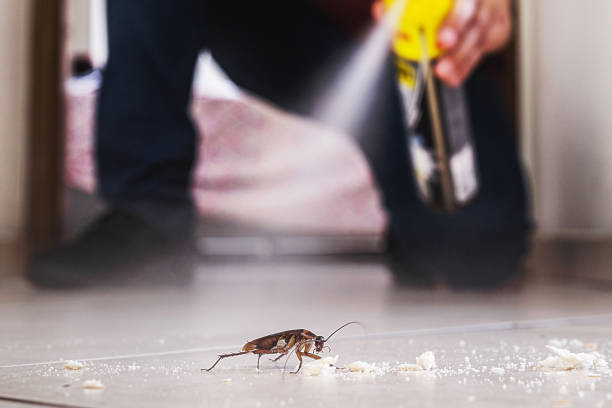 Best Mosquito Control Services  in Horizon City, TX